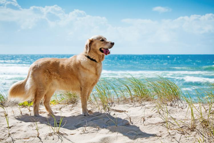 outer-banks-dog-friendly